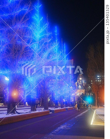 北海道の絶景 冬の道庁前イチョウ並木 アカプライルミネーション 北海道の絶景 冬の道庁前イチョウ並木 アカプライルミネーション 135401329