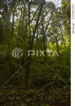It's a quiet forest scene. It's a quiet forest scene. 135401357