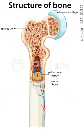 Human Bone Structure Cross Section with Marrow and Cartilage Human Bone Structure Cross Section with Marrow and Cartilage 135401593