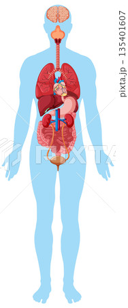 Human Body Silhouette with Internal Organs Diagramのイラスト素材 [135401607 ...