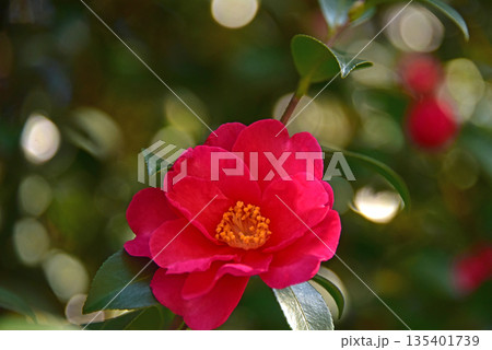 カラフル山茶花の花 135401739