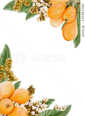 Frame with exotic fruits. Medlar flowers. Orange round fruit on branches and sliced. Leaves and small white inflorescences. Decorative design. Vintage botanical style. Watercolor hand-drawn. Frame with exotic fruits. Medlar flowers. Orange round fruit on branches and sliced. Leaves and small white inflorescences. Decorative design. Vintage botanical style. Watercolor hand-drawn. 135401760