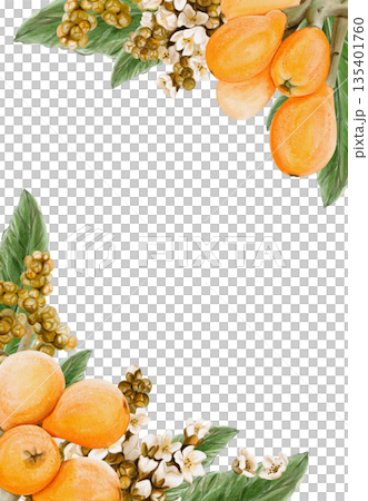 Frame with exotic fruits. Medlar flowers. Orange round fruit on branches and sliced. Leaves and small white inflorescences. Decorative design. Vintage botanical style. Watercolor hand-drawn. Frame with exotic fruits. Medlar flowers. Orange round fruit on branches and sliced. Leaves and small white inflorescences. Decorative design. Vintage botanical style. Watercolor hand-drawn. 135401760