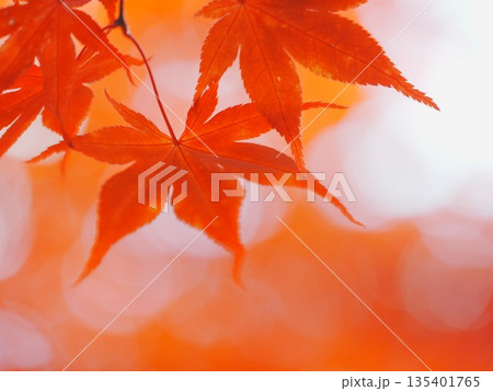 秋の平岡樹芸センター 紅葉 秋の平岡樹芸センター 紅葉 135401765