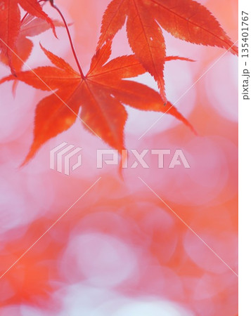 秋の平岡樹芸センター 紅葉 秋の平岡樹芸センター 紅葉 135401767