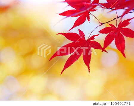 秋の平岡樹芸センター 紅葉 秋の平岡樹芸センター 紅葉 135401771