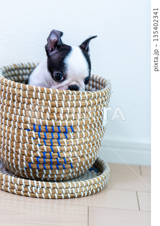 ボストンテリアの仔犬 ボストンテリアの仔犬 135402341