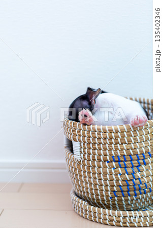 ボストンテリアの仔犬 ボストンテリアの仔犬 135402346