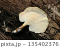 朽ち木の側面にきれいな環形模様の入ったヘラウチワタケ茸腹面孔口アップ（自然環境下キノコ類マクロ撮影） 135402376