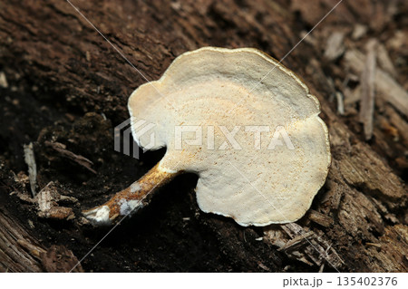 朽ち木の側面にきれいな環形模様の入ったヘラウチワタケ茸腹面孔口アップ（自然環境下キノコ類マクロ撮影） 135402376