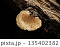 朽ち木の側面にきれいな環形模様の入ったヘラウチワタケ茸（自然環境下菌・キノコ類マクロ撮影） 135402382