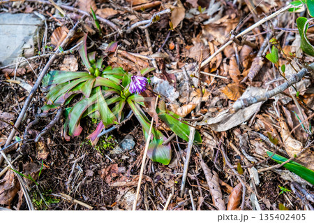 初夏の恐羅漢山　登山道脇に咲くショウジョウバカマ　広島県山県郡安芸太田町 135402405