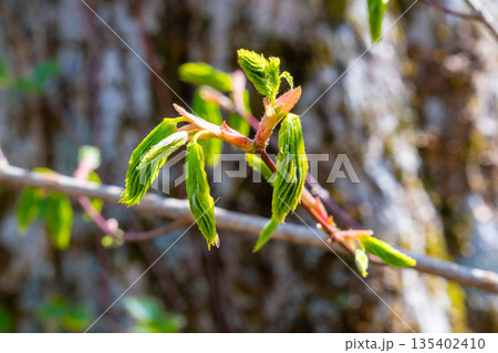 初夏の恐羅漢山　イロハモミジの新芽　広島県山県郡安芸太田町 135402410