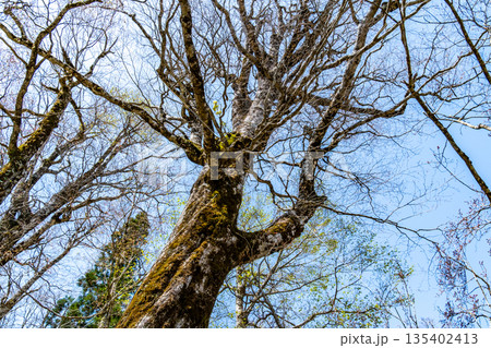 初夏の恐羅漢山　芽吹き前のブナの大木1　広島県山県郡安芸太田町 135402413