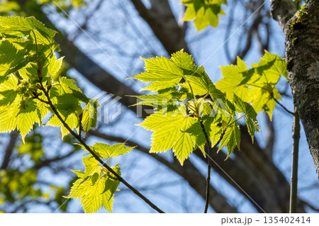 初夏の恐羅漢山　カエデの新緑1　広島県山県郡安芸太田町 135402414