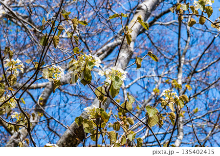 初夏の恐羅漢山 オオカメノキの花と新緑 広島県山県郡安芸太田町 初夏の恐羅漢山 オオカメノキの花と新緑 広島県山県郡安芸太田町 135402415