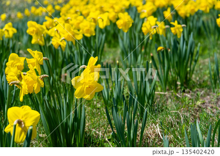 初夏の恐羅漢山　ゲレンデに咲く黄色いスイセン1　広島県山県郡安芸太田町 135402420