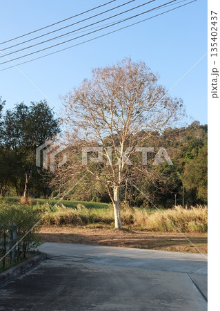 Majestic tree stands tall with bare branches against sky. 135402437