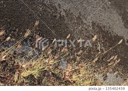 Wild grass grows at rugged asphalt road edge. Wild grass grows at rugged asphalt road edge. 135402439