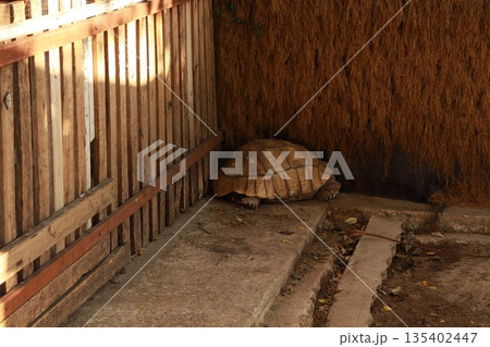 Shy tortoise tucks head away, resting quietly in corner Shy tortoise tucks head away, resting quietly in corner 135402447