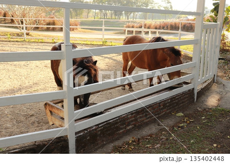 Two miniature horses eating together peacefully in natural setting Two miniature horses eating together peacefully in natural setting 135402448