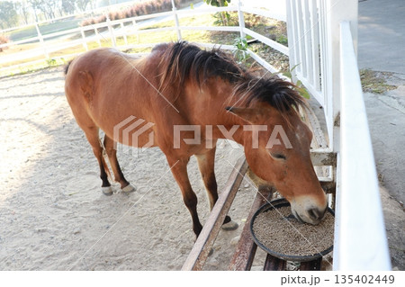 Brown miniature horse eating food calmly in quiet farm Brown miniature horse eating food calmly in quiet farm 135402449