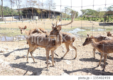 Deer with beautiful antlers standing proudly in nature 135402459