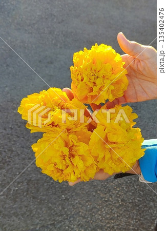 Golden Supannika flower resting gently in open palm Golden Supannika flower resting gently in open palm 135402476