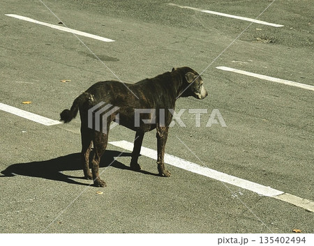 Old black stray dog with skin condition . 135402494