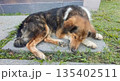 Tricolor dog peacefully resting in a quiet environment 135402511