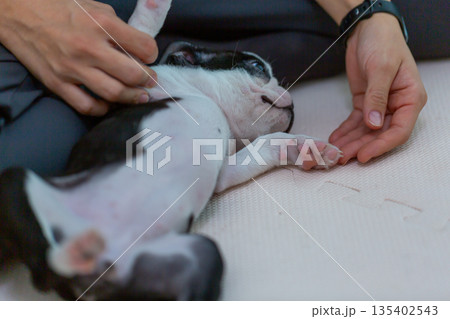 ボストンテリアの仔犬と女性 135402543