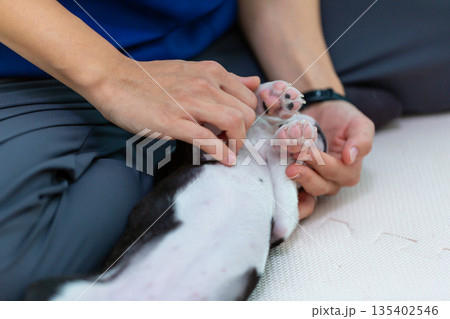 ボストンテリアの仔犬と女性 ボストンテリアの仔犬と女性 135402546