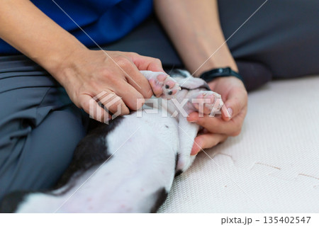 ボストンテリアの仔犬と女性 135402547