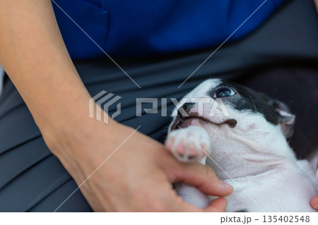 ボストンテリアの仔犬と女性 135402548