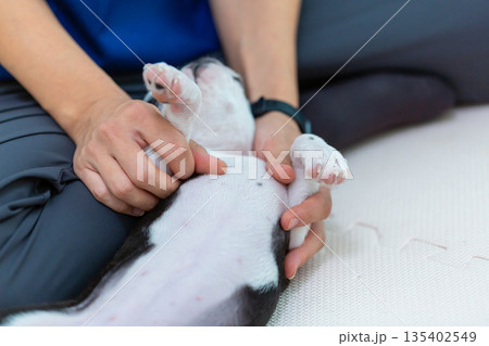 ボストンテリアの仔犬と女性 135402549