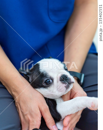 ボストンテリアの仔犬と女性 ボストンテリアの仔犬と女性 135402551