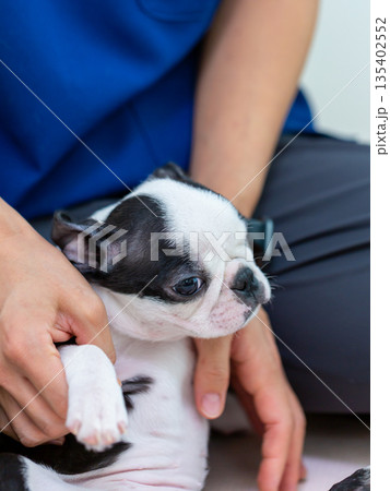 ボストンテリアの仔犬と女性 ボストンテリアの仔犬と女性 135402552