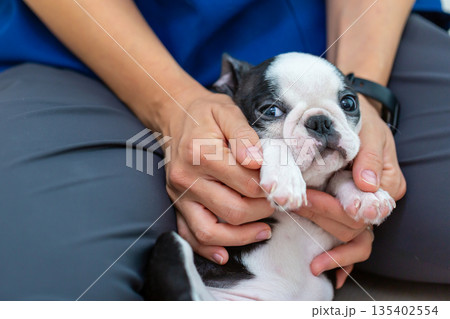 ボストンテリアの仔犬と女性 ボストンテリアの仔犬と女性 135402554
