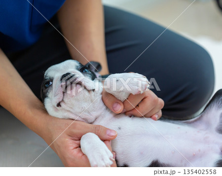 ボストンテリアの仔犬と女性 ボストンテリアの仔犬と女性 135402558