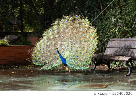 Peacock fanning iridescent tail feathers for attracting mates Peacock fanning iridescent tail feathers for attracting mates 135403020
