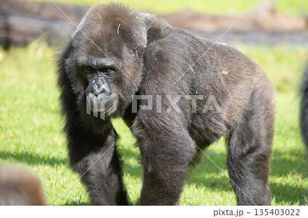 Young gorilla walking on green grass in sunlight Young gorilla walking on green grass in sunlight 135403022