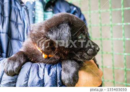 Puppy little dog in hands 135403050