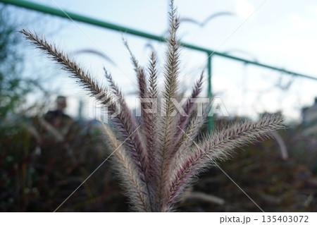 パープルファウンテングラス 135403072