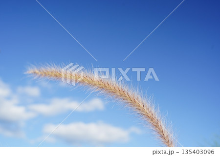 パープルファウンテングラス 135403096