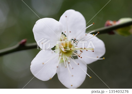 梅の花 135403276