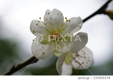 梅の花 135403278