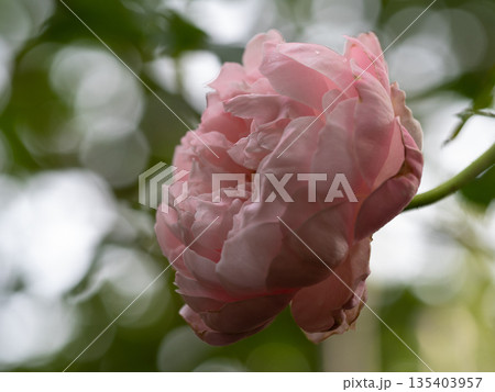 Shape and colors of roses that bloom in the garden Shape and colors of roses that bloom in the garden 135403957