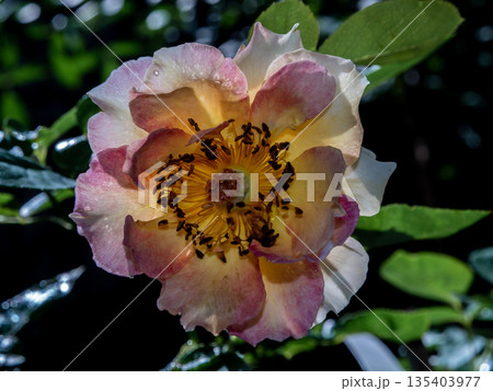 Shape and colors of rose that bloom in the garden Shape and colors of rose that bloom in the garden 135403977
