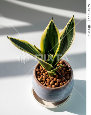 The Thick plump leaves of Sansevieria in the small ceramic pot The Thick plump leaves of Sansevieria in the small ceramic pot 135403979