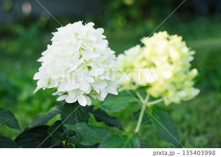 Blooming Skyfall Hydrangea with Dense White Petals 135403998